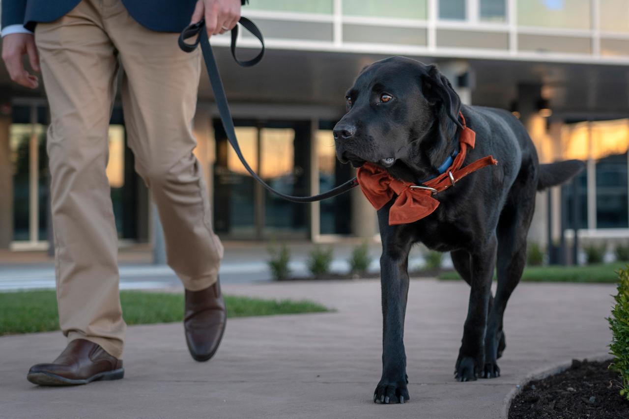 Готель Peppers Silo Лонсестон Екстер'єр фото A service dog